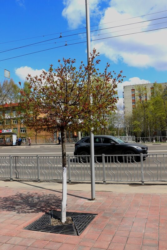 Шаровидный клён - Надежд@ Шавенкова