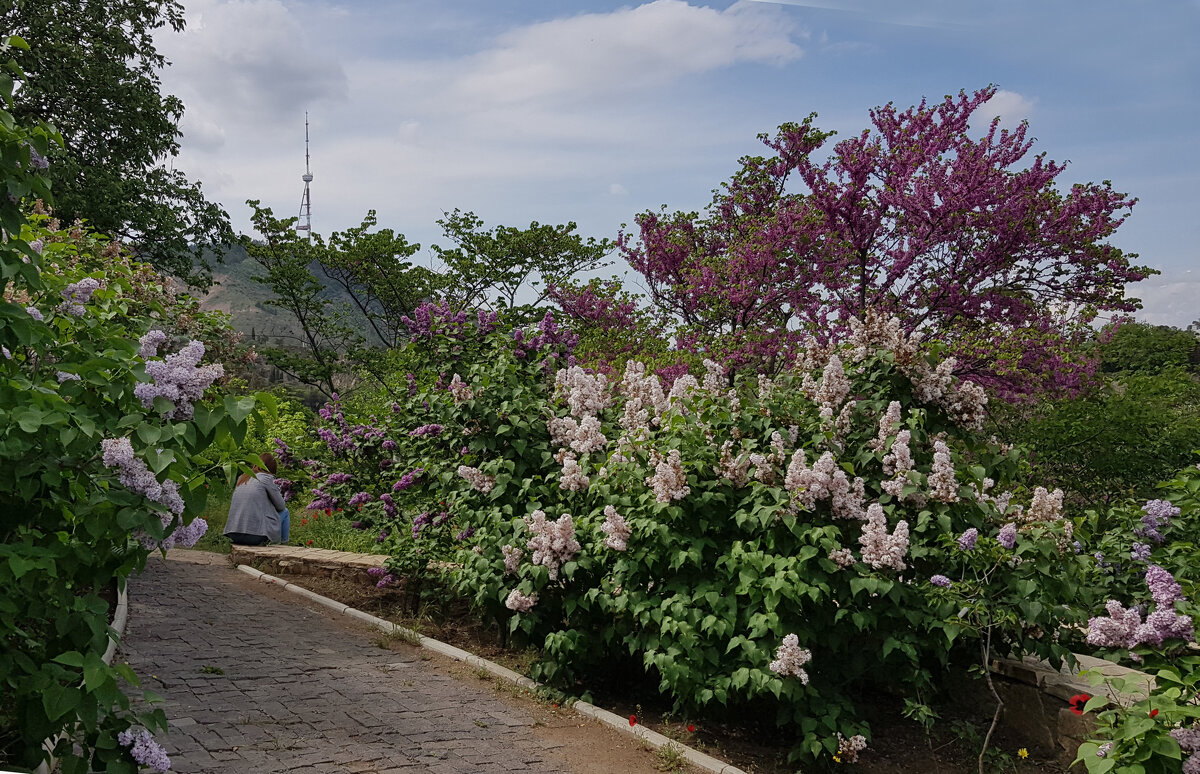 Цветёт сирень, так нежно и красиво…. - Наталья (D.Nat@lia)