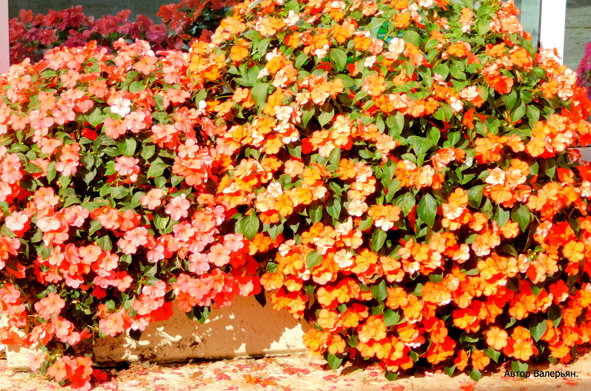 Цветочный коврик. - Валерьян Запорожченко Цветочный коврик. - Валерьян Запорожченко