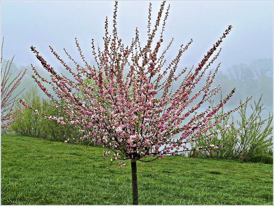 Туманным утром... - Валерия Комова Туманным утром... - Валерия Комова