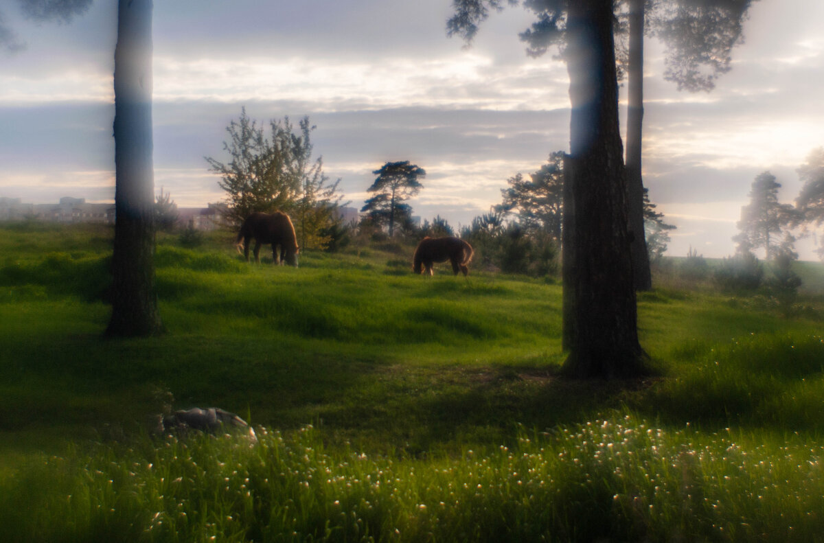 монокль - василий 
