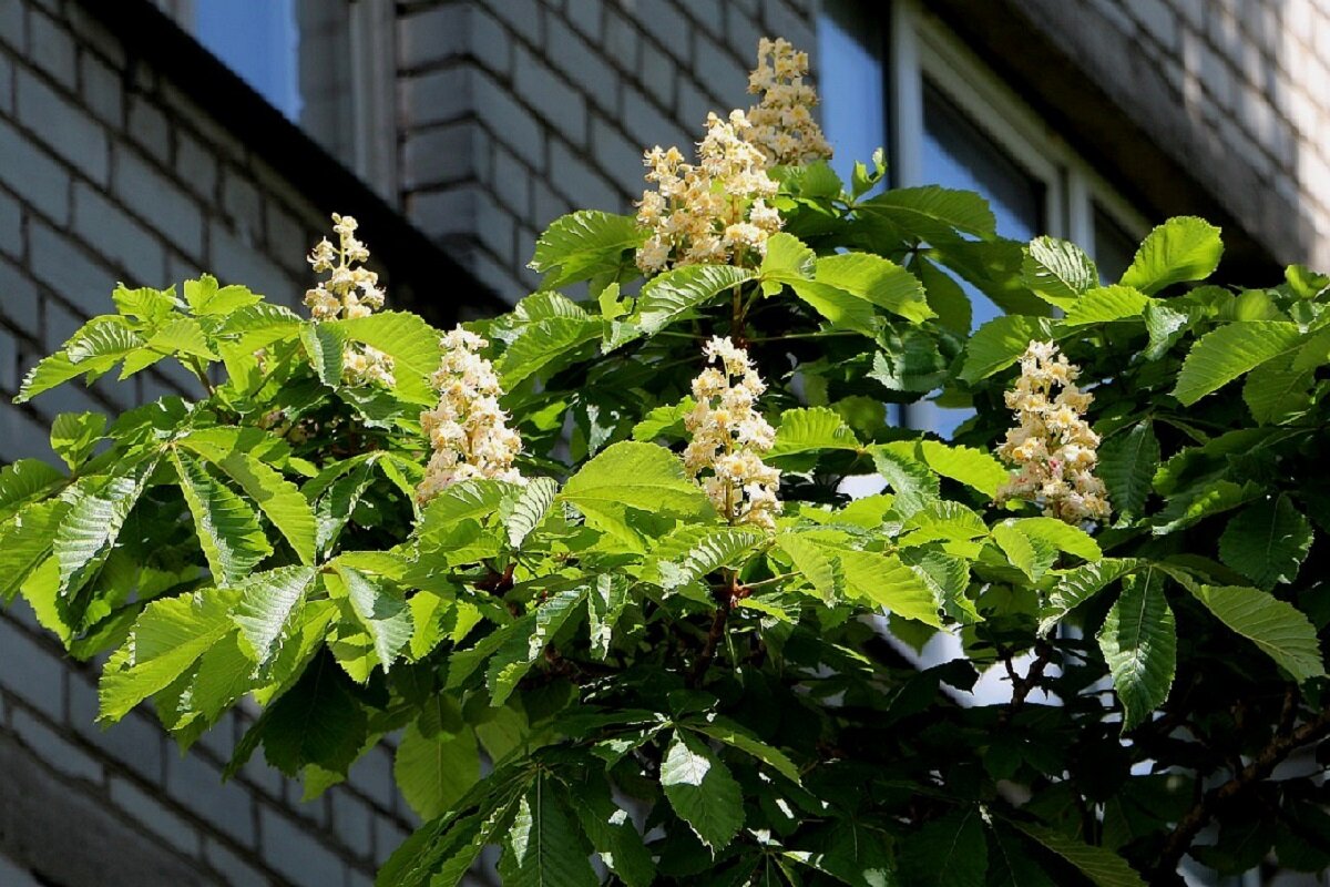 Каштаны в нашем дворе - Надежд@ Шавенкова