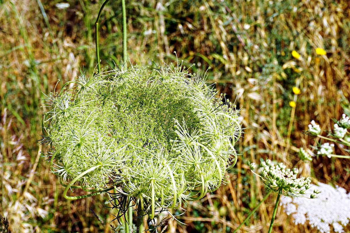 daucus carota (lдикая морковь) - Александр Корчемный