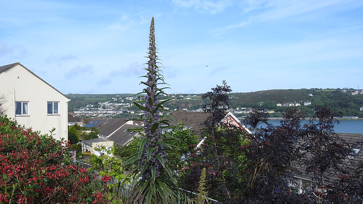 Синяк сосновый - Natalia Harries Синяк сосновый - Natalia Harries