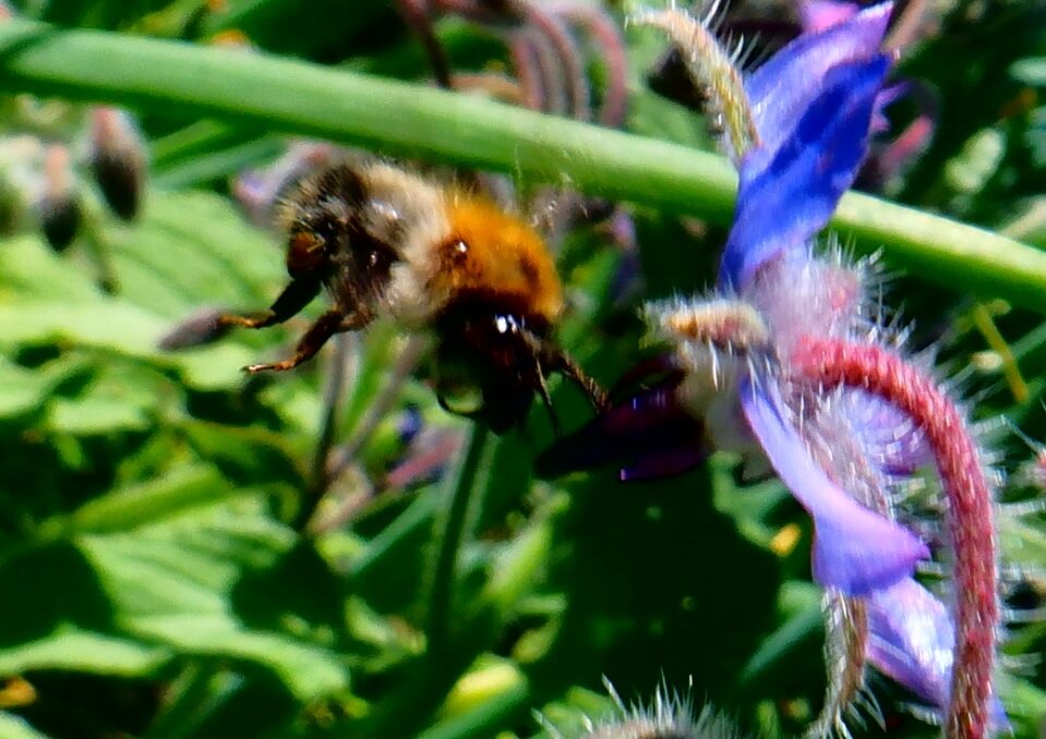 Природа - Михаил 