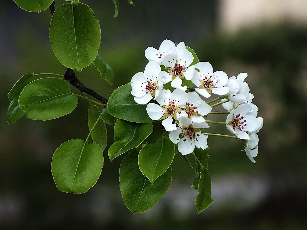 Цветёт груша - Зоя Мишина Цветёт груша - Зоя Мишина