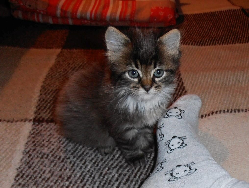 Кошки-мышки :) - Наталья Кошки-мышки :) - Наталья