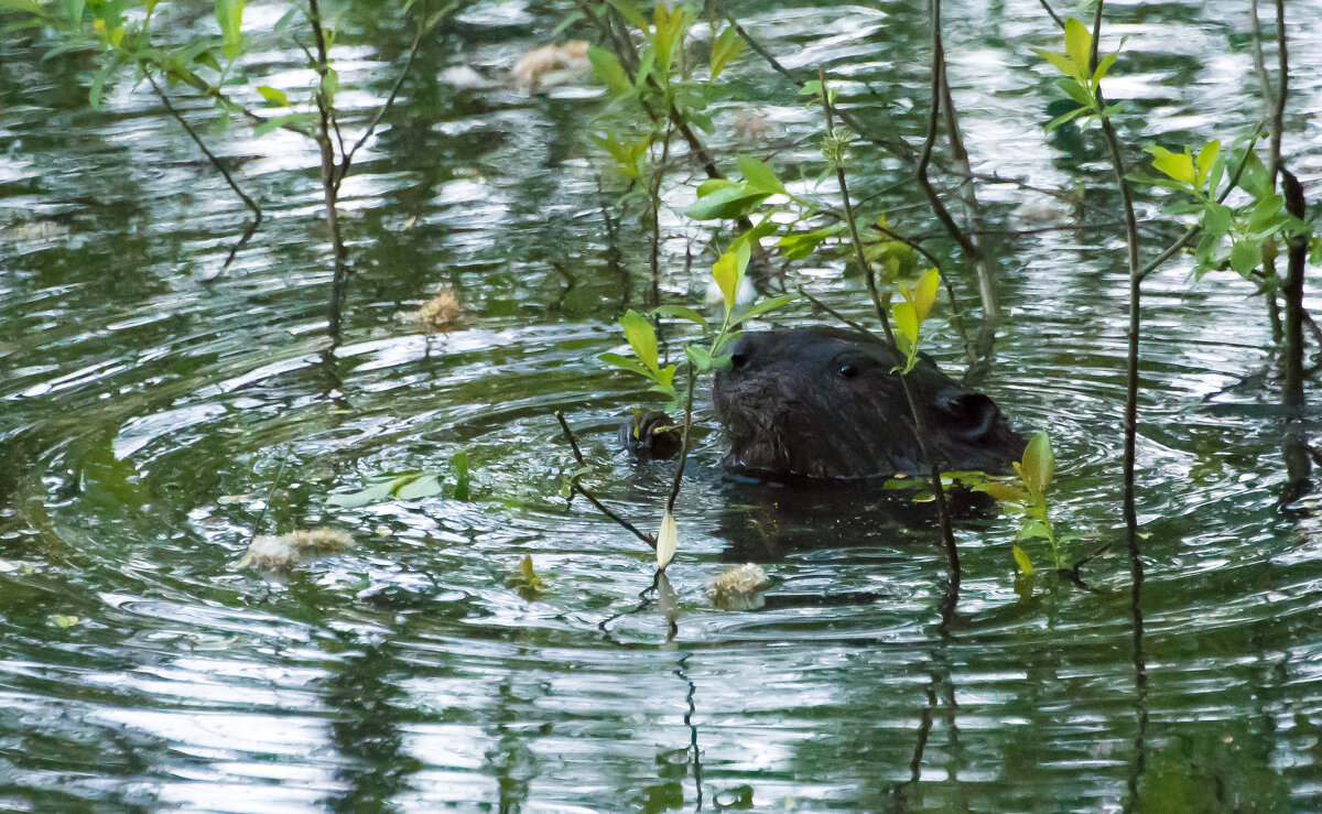 Ранний завтрак у бобра. - Владимир Безбородов