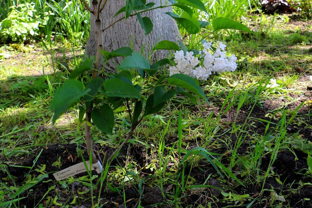 Новосёлы сквера, сирень сорта "Красавица Москвы" - Надежд@ Шавенкова