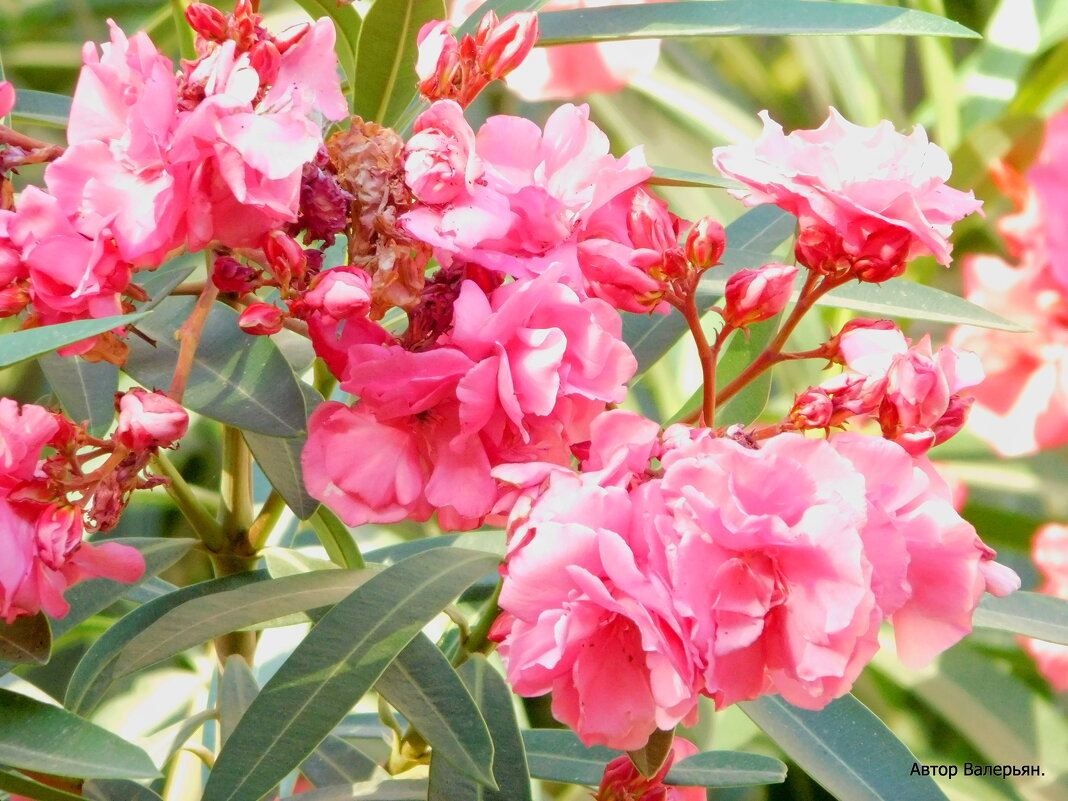 Олеандр цветёт. - Валерьян Запорожченко Олеандр цветёт. - Валерьян Запорожченко