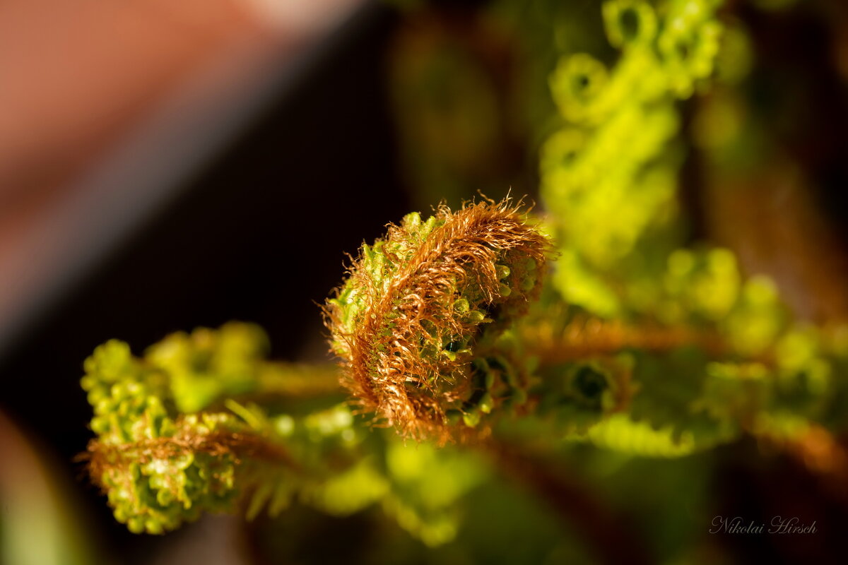 Этюд с папоротником... - Николай Гирш Этюд с папоротником... - Николай Гирш