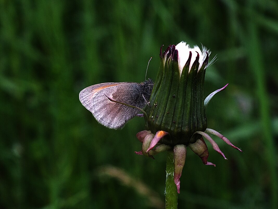 ** - Зоя Мишина ** - Зоя Мишина