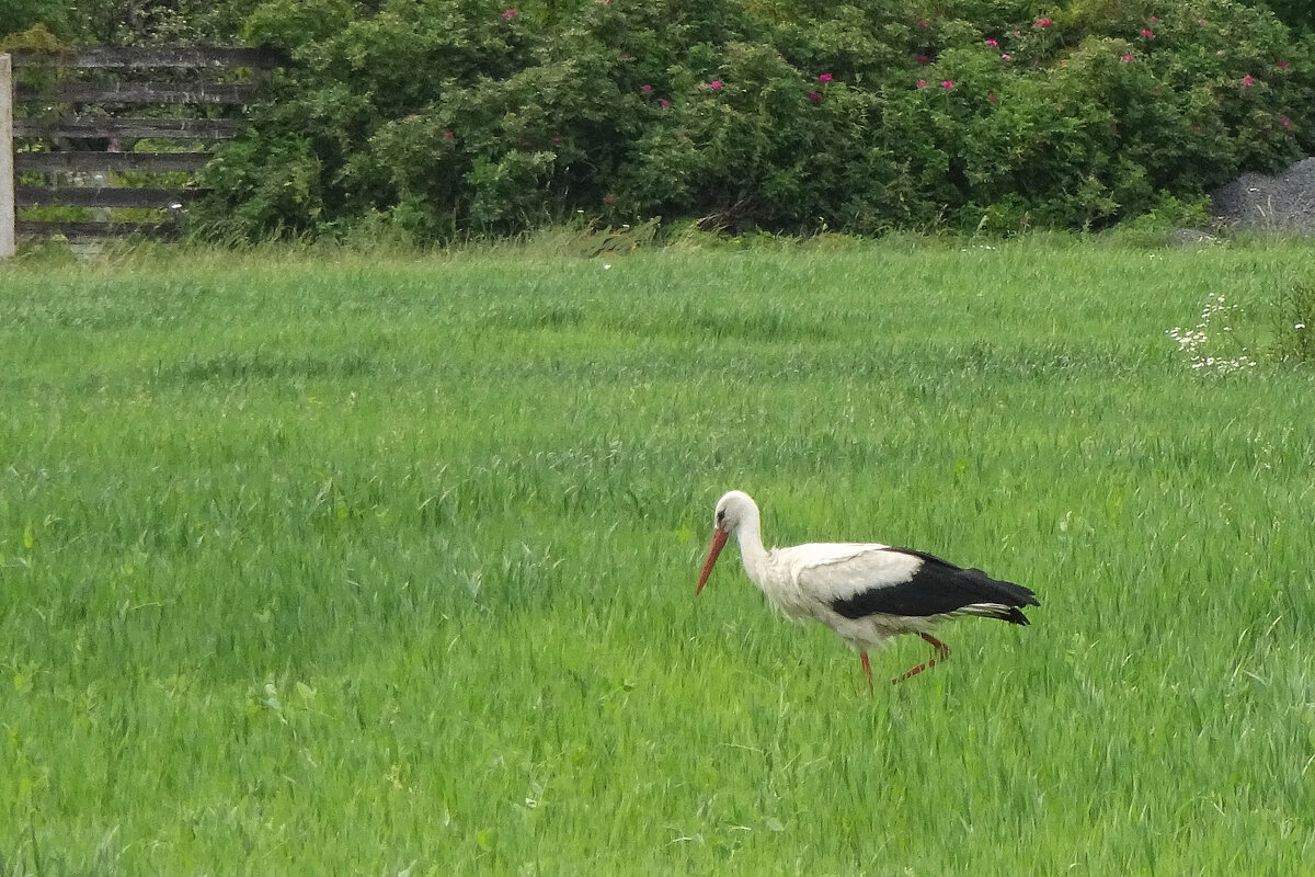 Лето.Аист. - tamara 