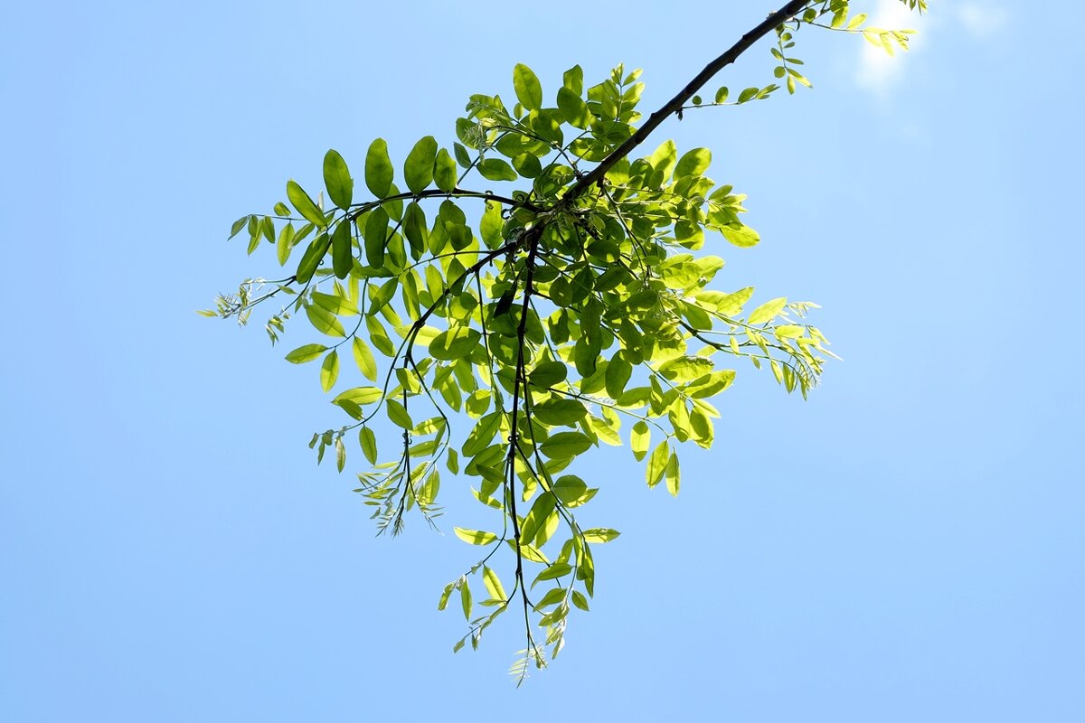 Sophora japonica Софора японская - wea *