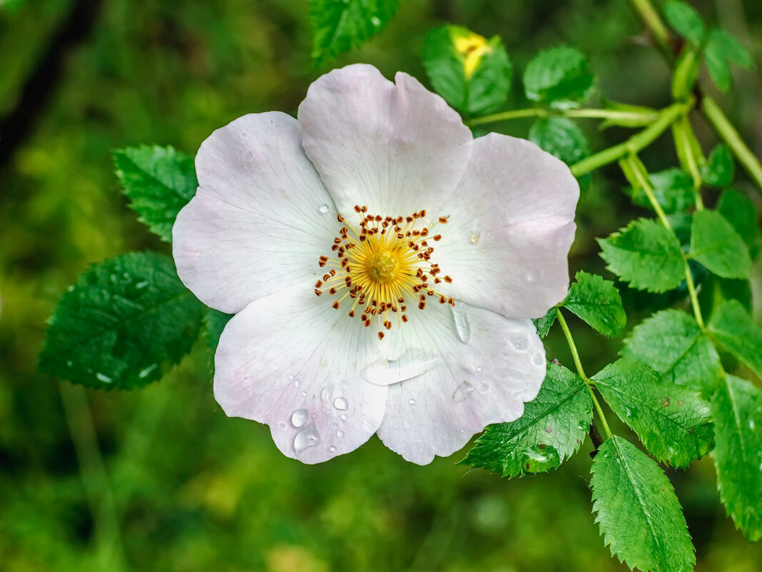 Цвет шиповника - Юрий Стародубцев
