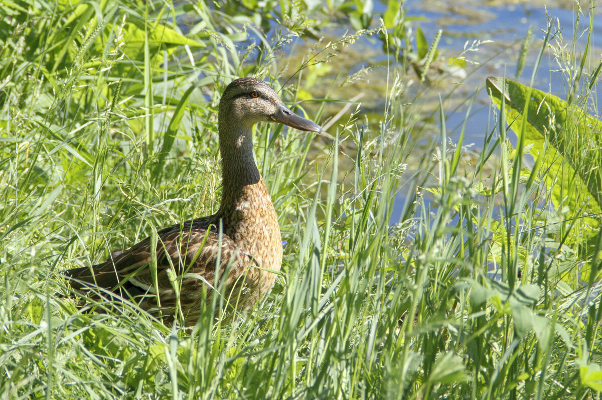Утка. - Андрей 