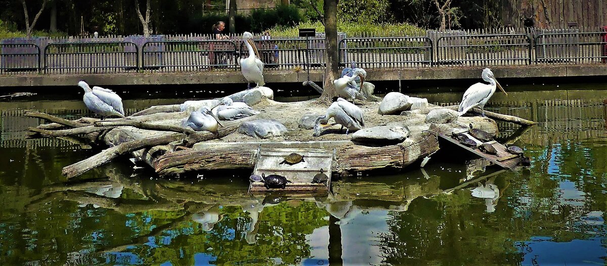 Из жизни животных(серия) - Владимир Манкер Из жизни животных(серия) - Владимир Манкер