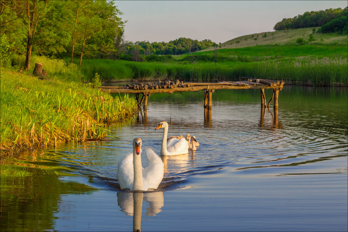 Вечер на пруду - Евгений Воропинов Вечер на пруду - Евгений Воропинов