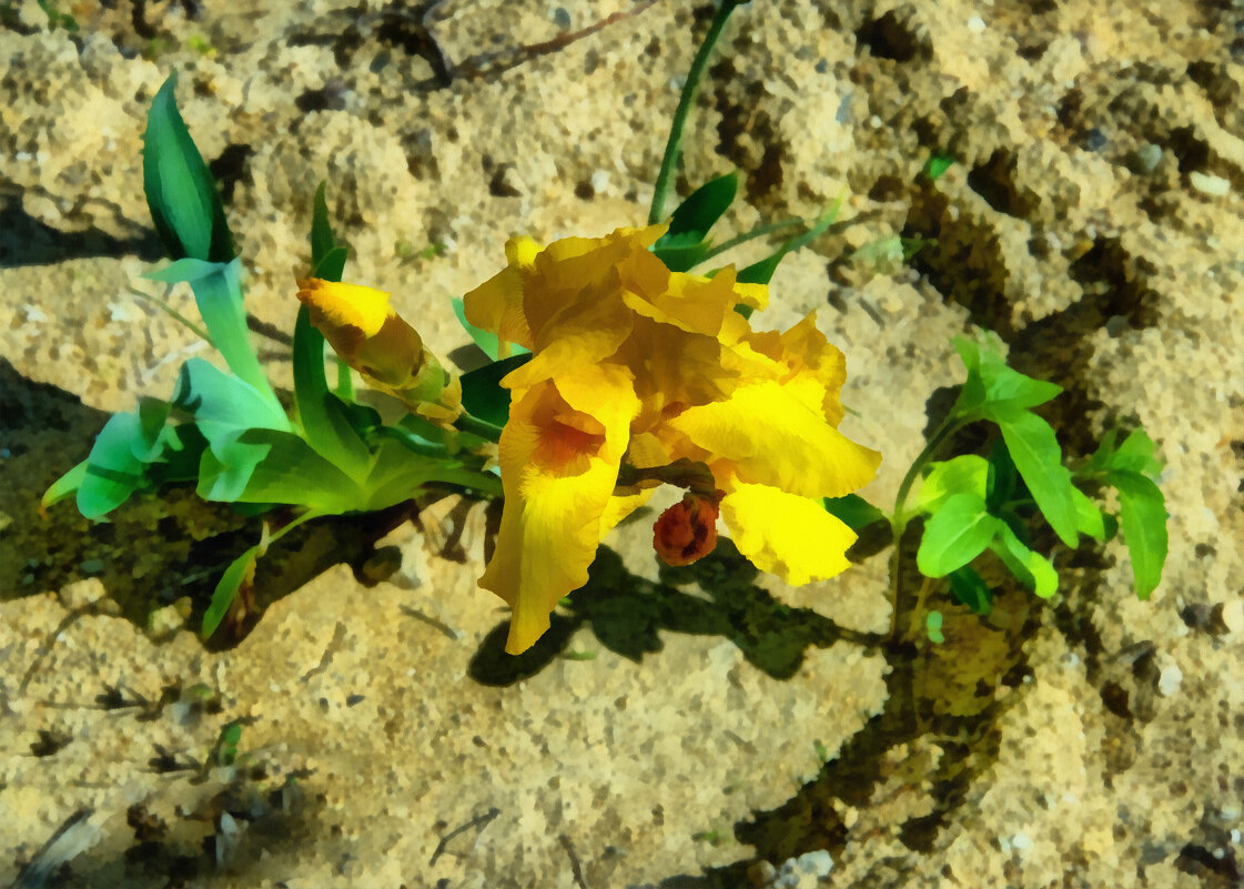 Жёлтые - Анатолий Чикчирный