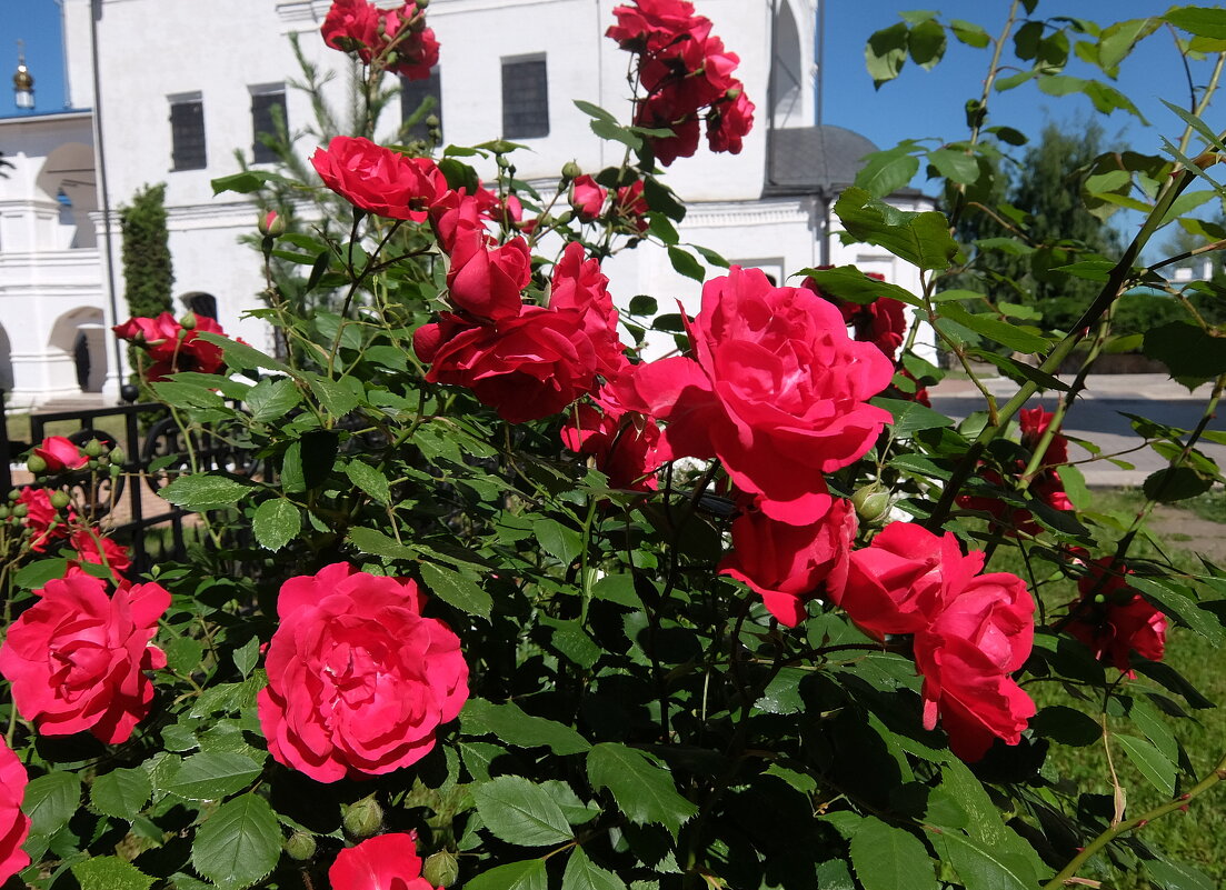 *** - Люба *** - Люба