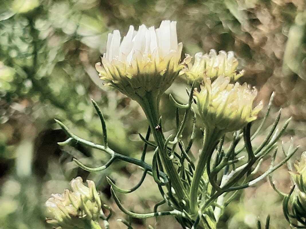 Боке переполнены - Екатерина К. Боке переполнены - Екатерина К.