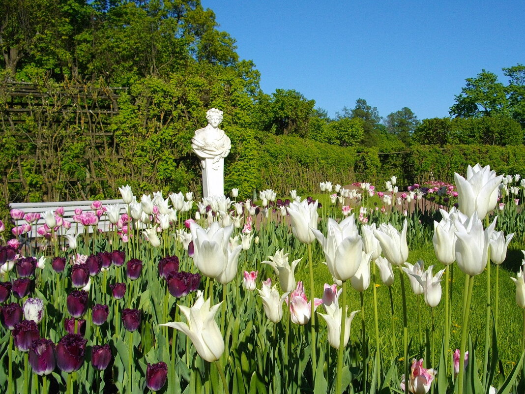 Цветут тюльпаны в Собственном саду Гатчинского парка! - Лия ☼