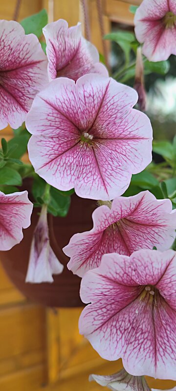 " " " - Николай Масляев