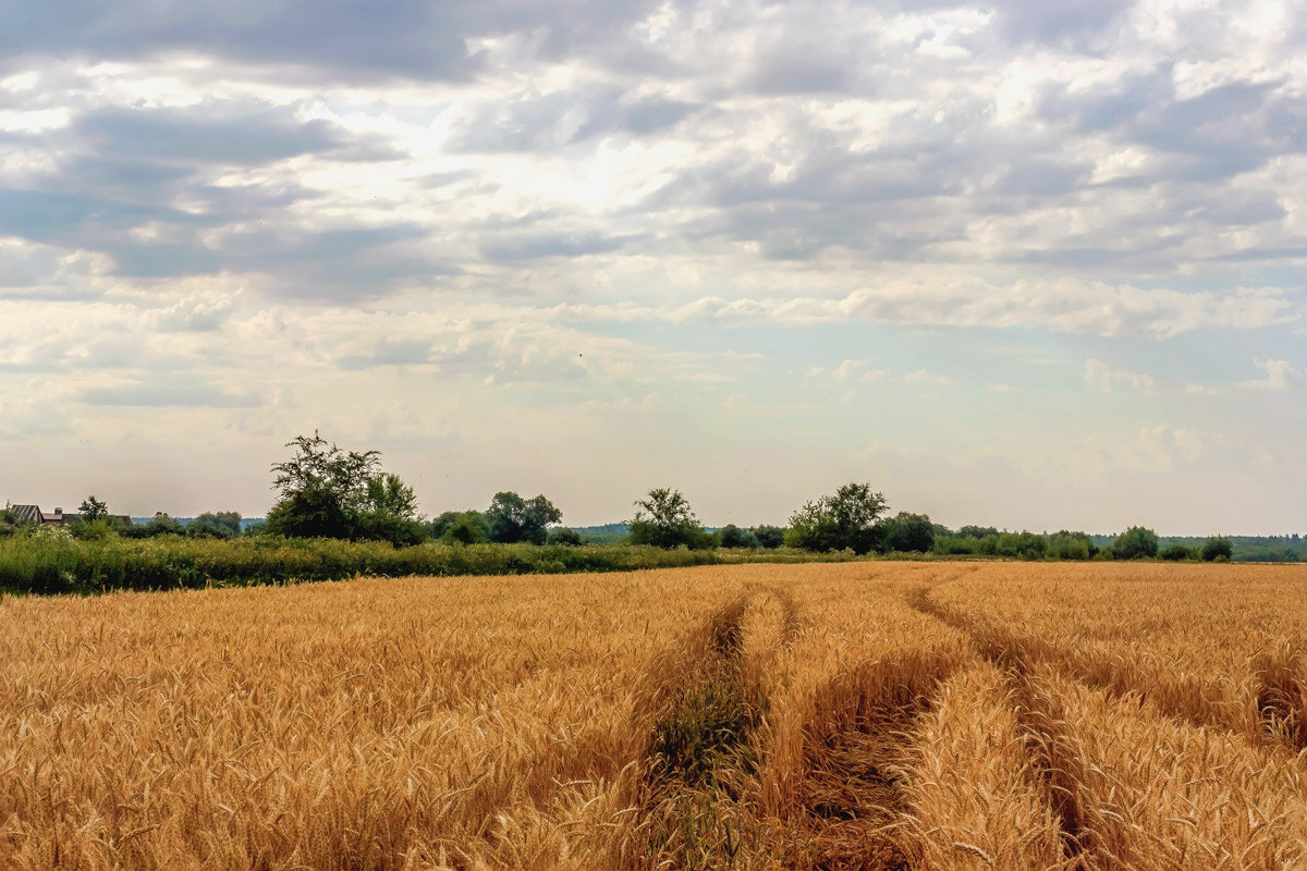 Поля, поля.. - Юрий Стародубцев