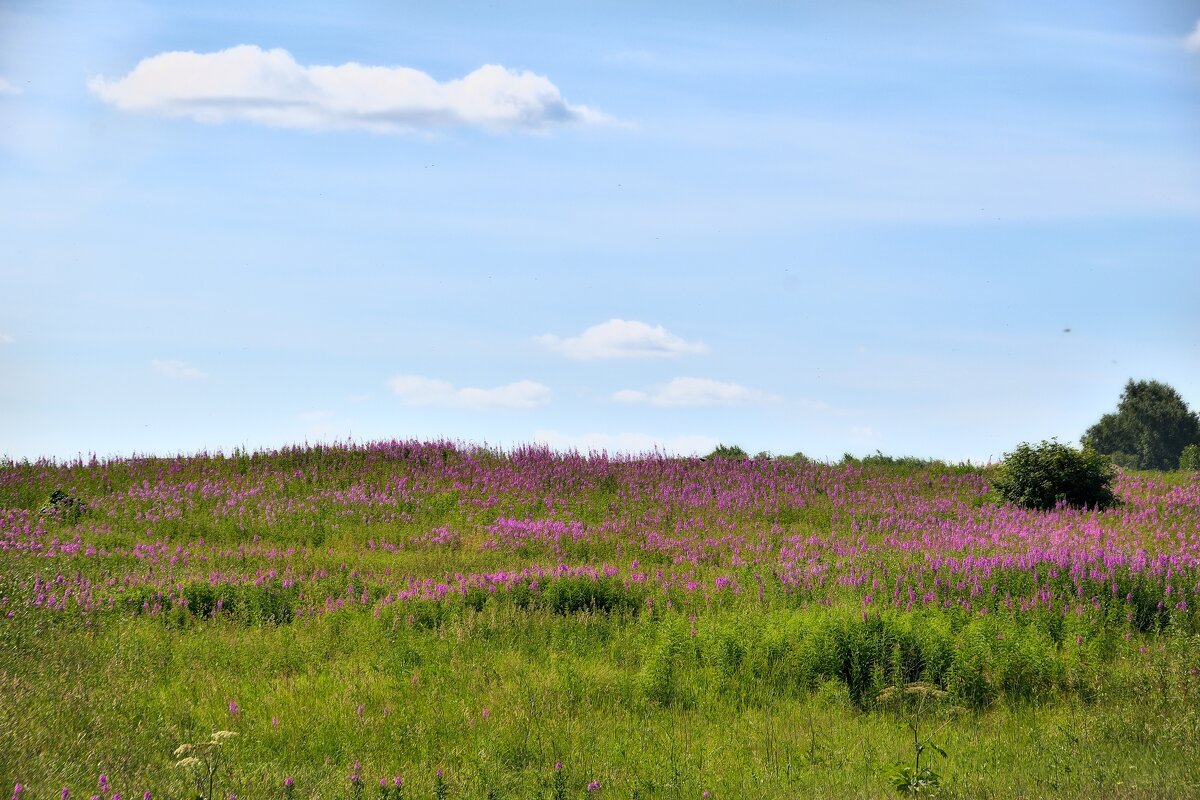ЦВЕТЁТ ИВАН-ЧАЙ - Владимир Мигонькин