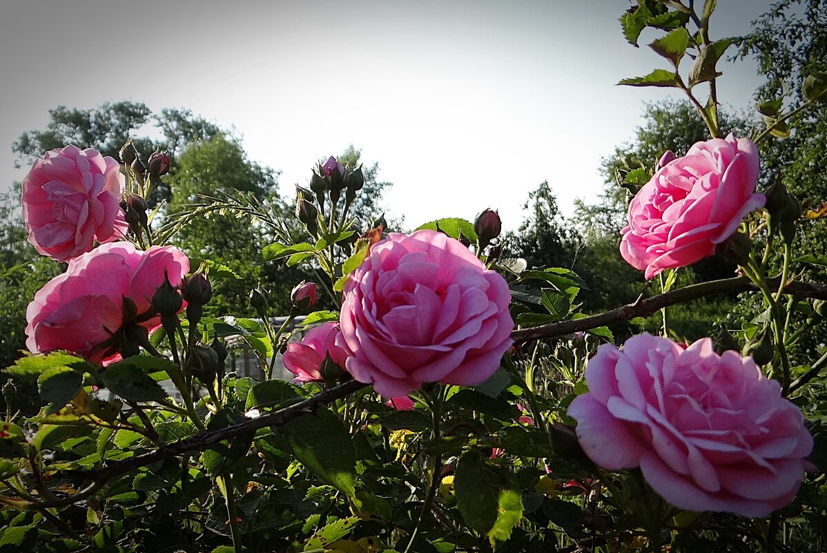 Цветут и радуют глаз - Антонина Гугаева