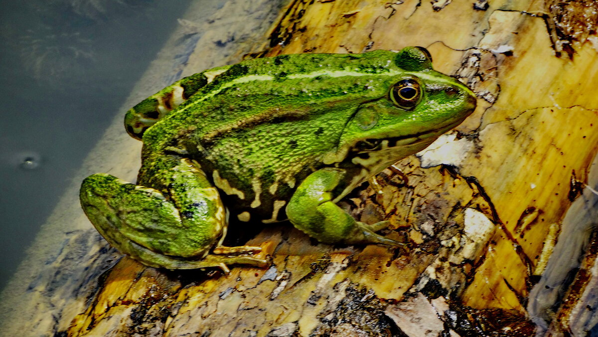 Жаба озерна (Pelophylax ridibundus, - Ivan Vodonos