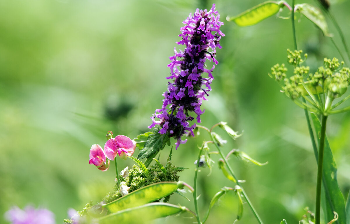 Душистый горошек и буквица лекарственная. - Владимир Безбородов Душистый горошек и буквица лекарственная. - Владимир Безбородов