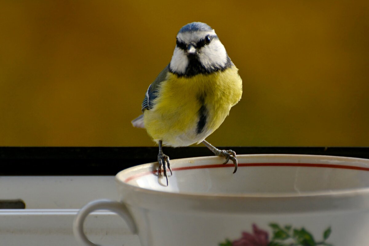 лазоревка - linnud 