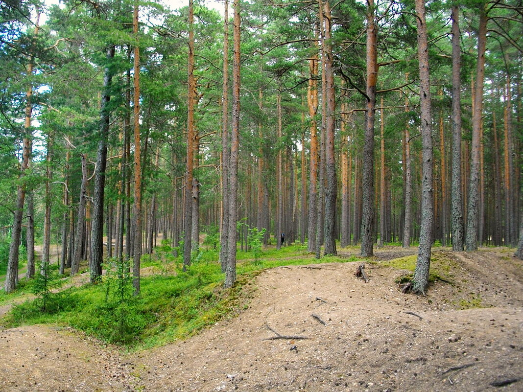 Сосновый бор. - Лия ☼ Сосновый бор. - Лия ☼