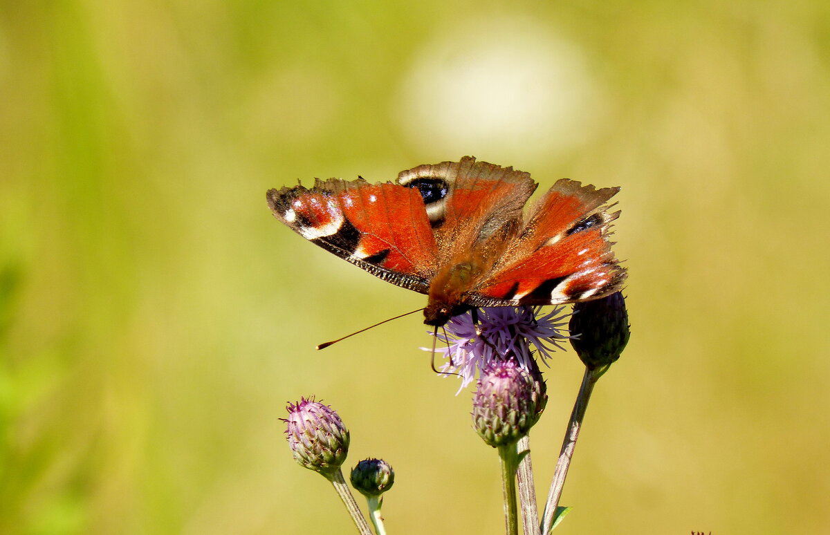 про бабочек этого лета 8 - Александр Прокудин про бабочек этого лета 8 - Александр Прокудин