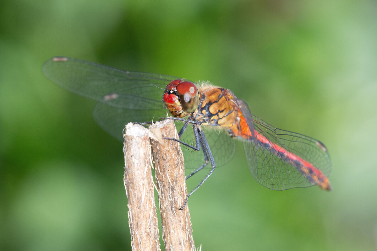 - - Андрей Молодов