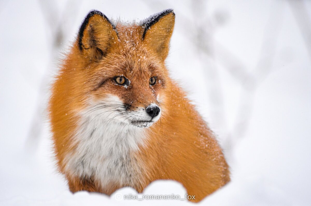 Сахалинский лис - Ника Романенко