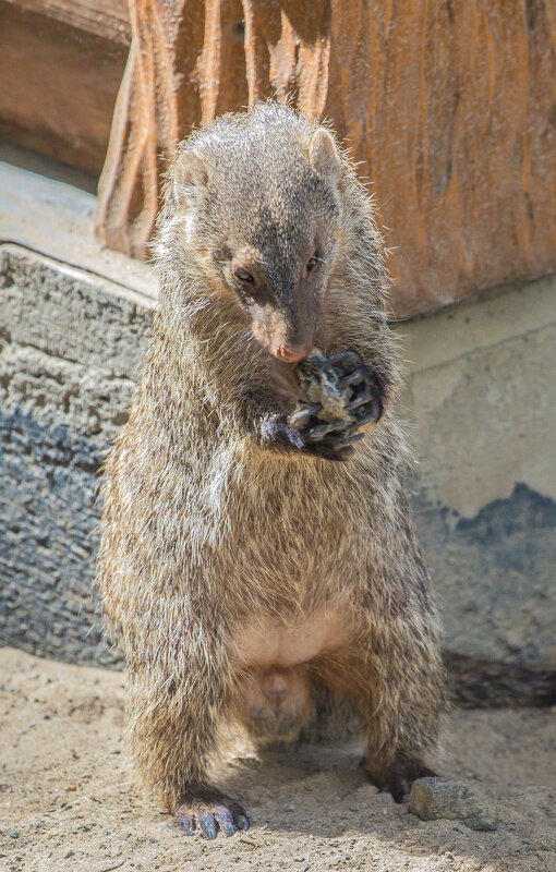 мангуст - аркадий мангуст - аркадий