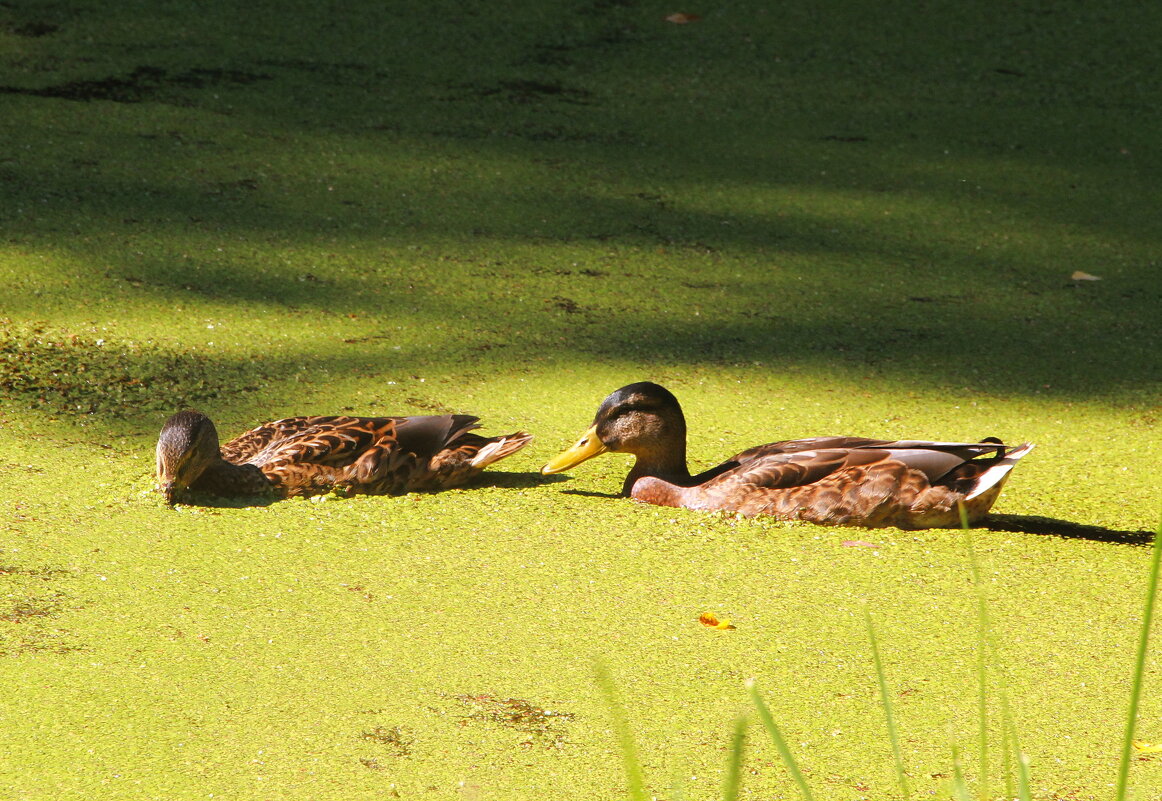 В поисках вкуснятины... - Tatiana Markova В поисках вкуснятины... - Tatiana Markova