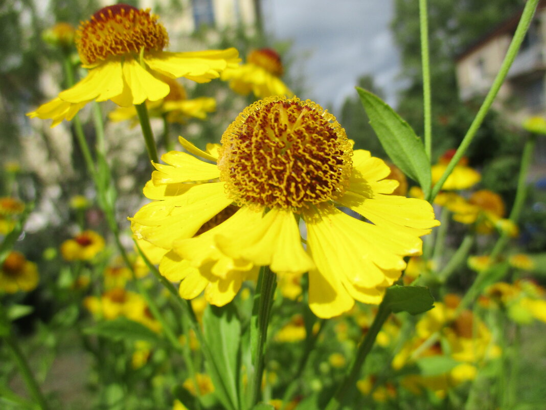 Гелениум. - Татьяна Ф * Гелениум. - Татьяна Ф *