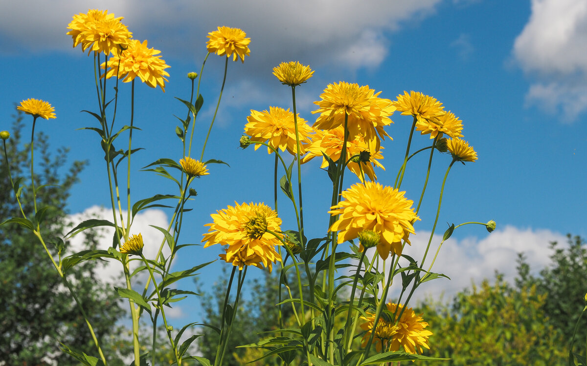 Золотые Шары - юрий поляков Золотые Шары - юрий поляков