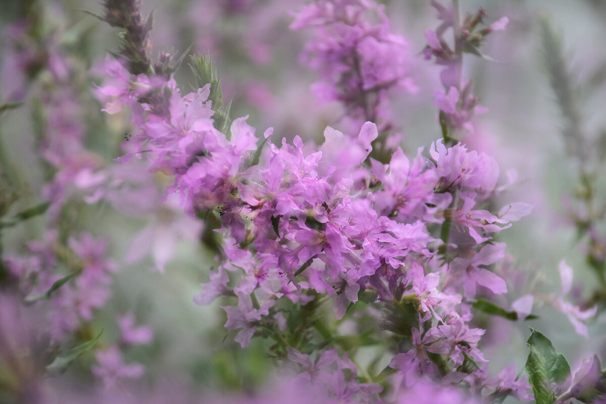 Розовые цветы - Ирина Тюзнева 