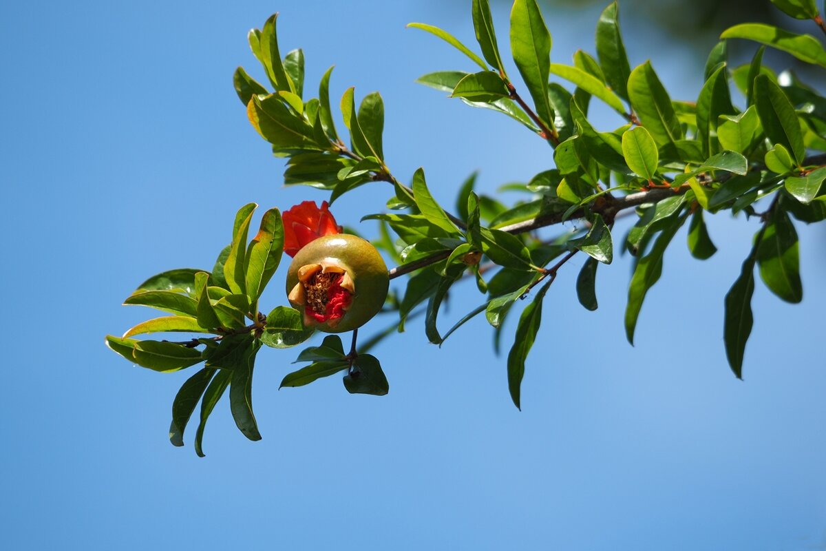 Гранатовая ветка - wea *