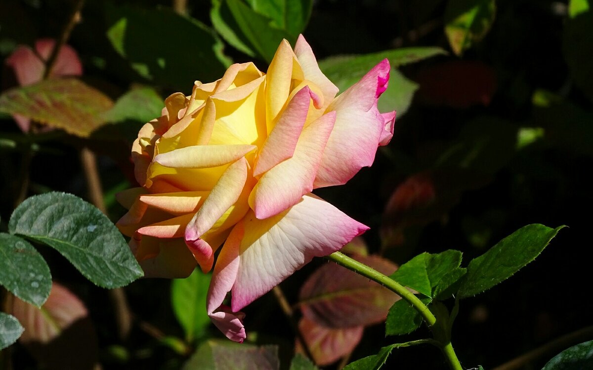 О розах. - Милешкин Владимир Алексеевич О розах. - Милешкин Владимир Алексеевич