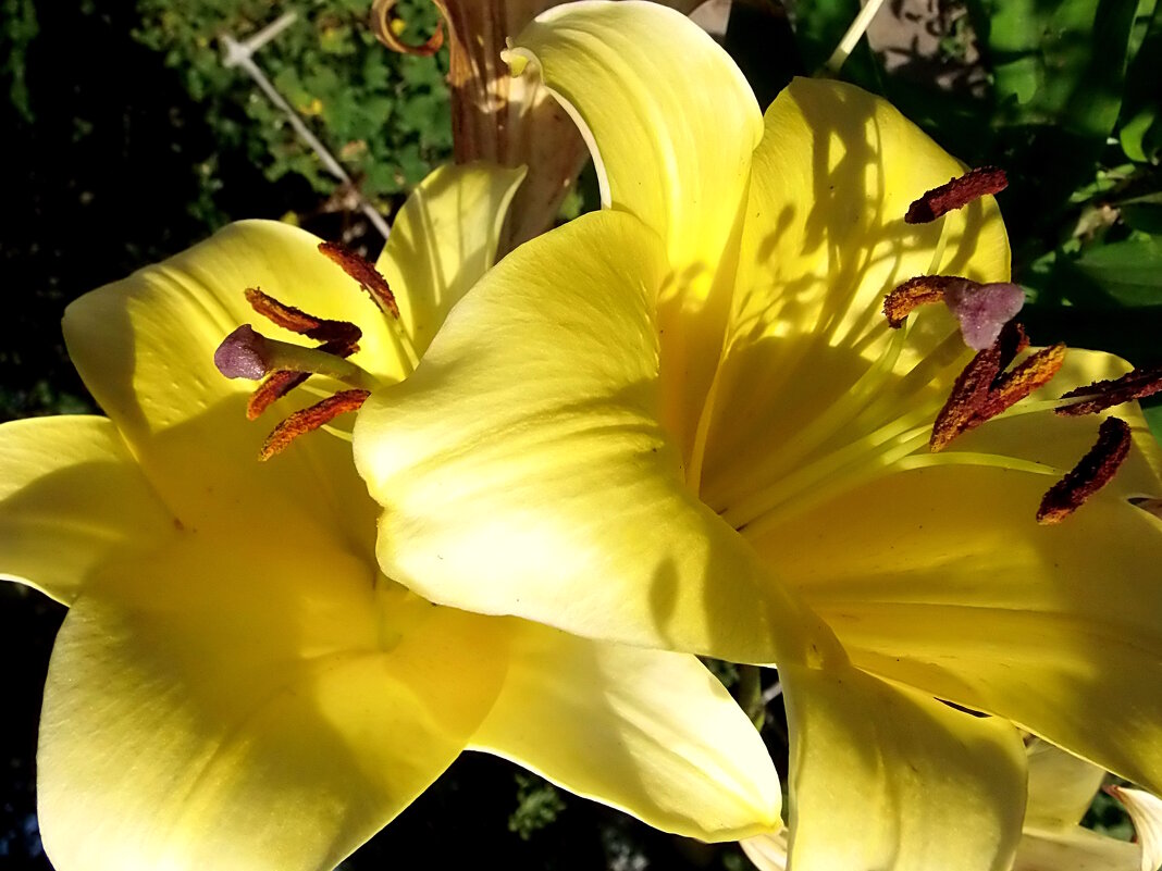 Цветы августа - Елена Цветы августа - Елена