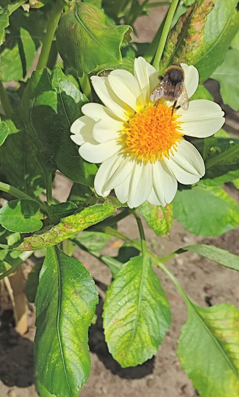 Проверил. - Николай Масляев