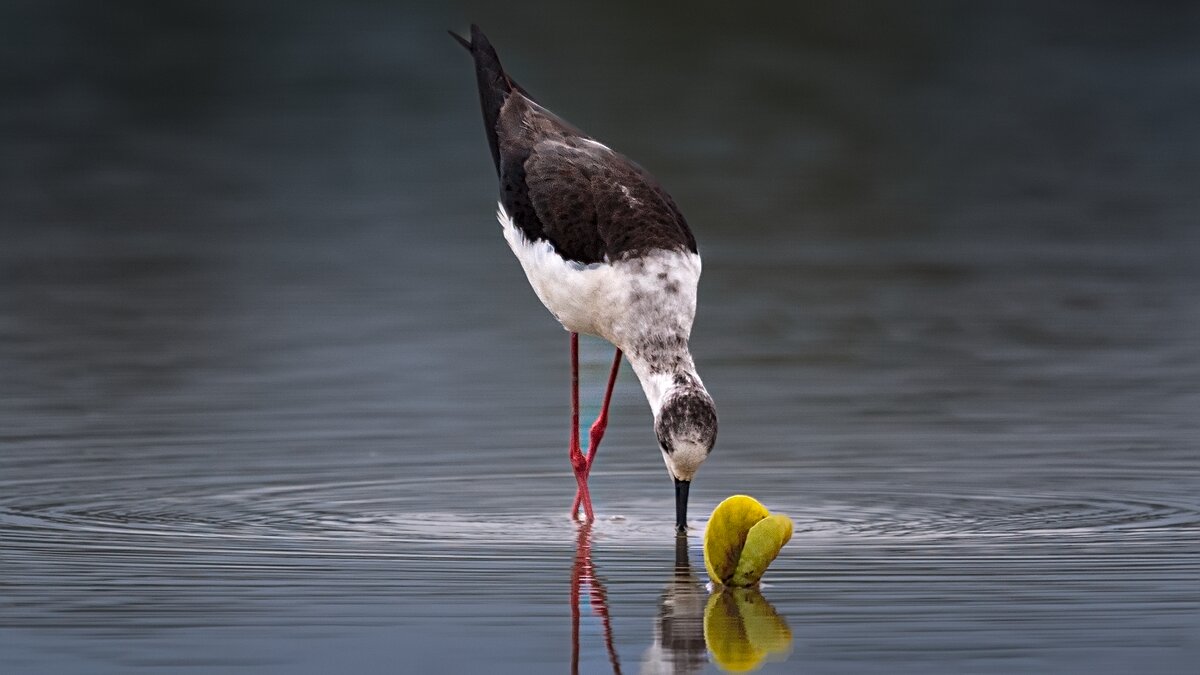 Himantopus himantopus - Yudong Liu