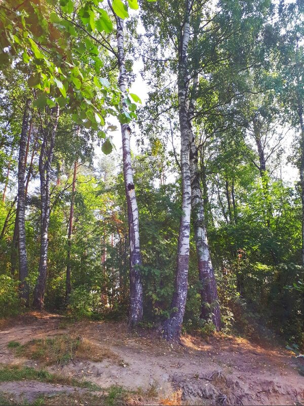 Конец августа под Петербургом - Ирина 