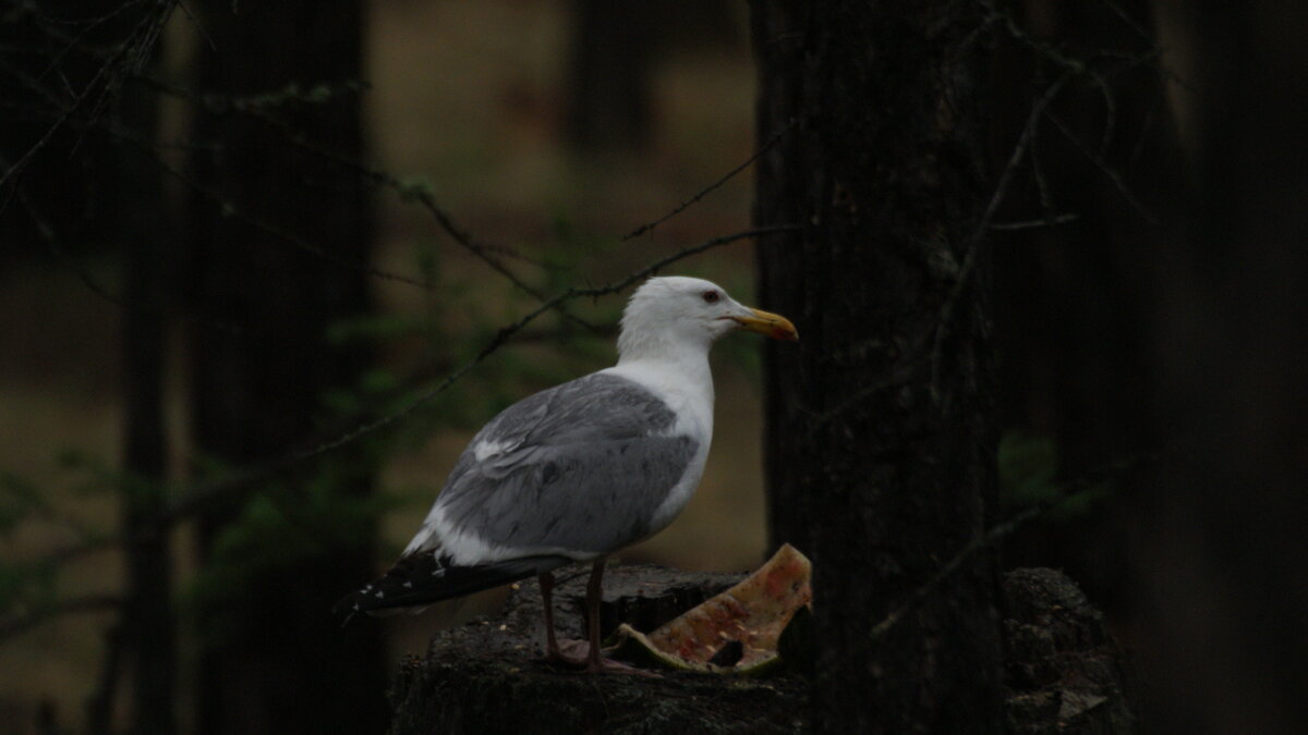 обэд... - Михаил Жуковский