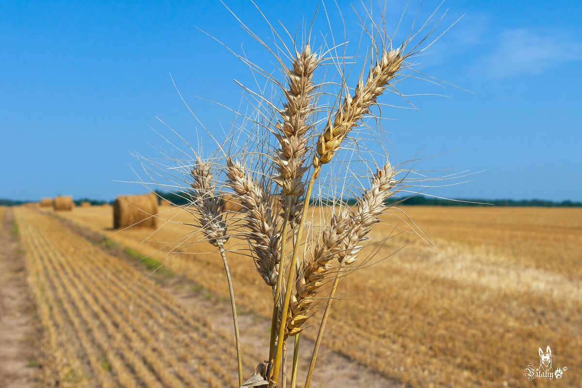 Уборка хлеба - Виталий Латышонок